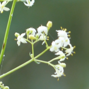 Photographie n°2191414 du taxon Galium lucidum All. [1773]