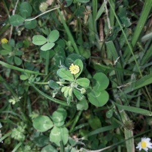 Photographie n°2191417 du taxon Medicago lupulina L. [1753]