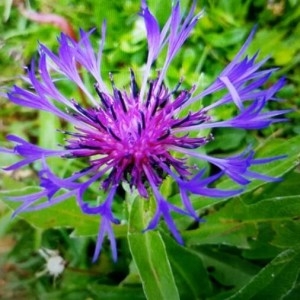 Photographie n°2191421 du taxon Cyanus montanus (L.) Hill [1768]