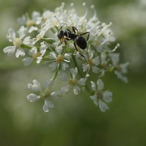 Photographie n°2191427 du taxon Siler montanum Crantz [1767]