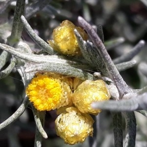 Photographie n°2191436 du taxon Helichrysum stoechas (L.) Moench [1794]