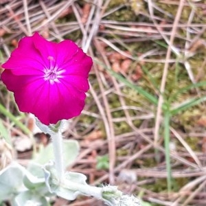 Photographie n°2191441 du taxon Lychnis coronaria (L.) Desr. [1792]