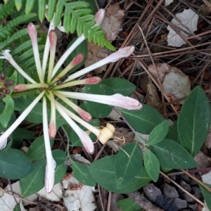 Photographie n°2191446 du taxon Lonicera periclymenum L. [1753]