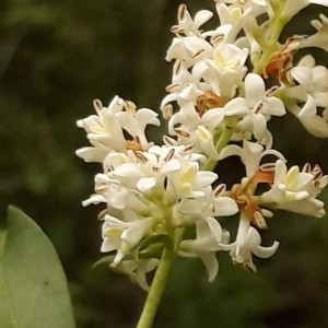 Photographie n°2191475 du taxon Ligustrum L. [1753]