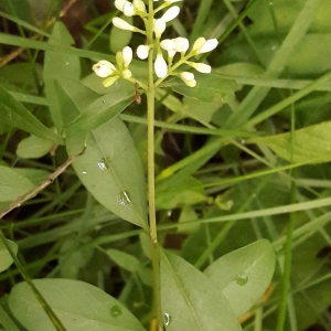 Photographie n°2191481 du taxon Ligustrum L. [1753]