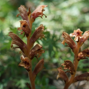 Photographie n°2191486 du taxon Orobanche teucrii Holandre [1829]