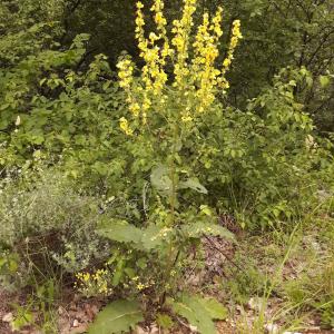 Photographie n°2191489 du taxon Verbascum chaixii Vill. [1779]