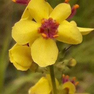 Photographie n°2191492 du taxon Verbascum chaixii Vill. [1779]