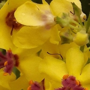 Photographie n°2191493 du taxon Verbascum chaixii Vill. [1779]