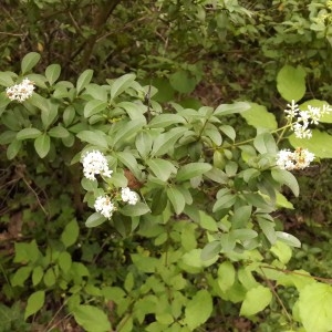 Photographie n°2191506 du taxon Ligustrum L. [1753]