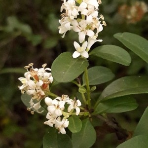 Photographie n°2191507 du taxon Ligustrum L. [1753]