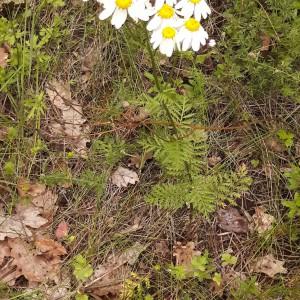 Photographie n°2191515 du taxon Tanacetum corymbosum (L.) Sch.Bip. [1844]