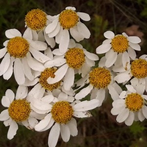 Photographie n°2191516 du taxon Tanacetum corymbosum (L.) Sch.Bip. [1844]