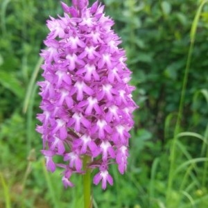 Photographie n°2191533 du taxon Anacamptis pyramidalis (L.) Rich. [1817]