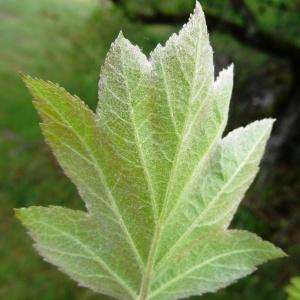 Photographie n°2191543 du taxon Sorbus torminalis (L.) Crantz [1763]