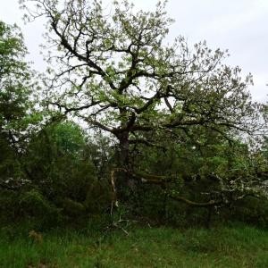 Photographie n°2191561 du taxon Quercus pubescens subsp. pubescens 