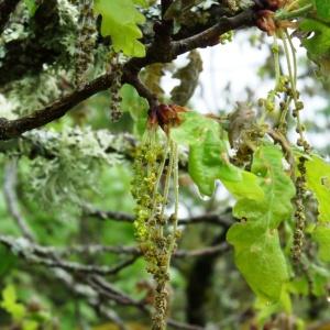 Photographie n°2191566 du taxon Quercus pubescens subsp. pubescens 