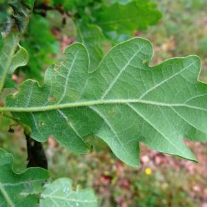 Photographie n°2191576 du taxon Quercus pubescens subsp. pubescens 