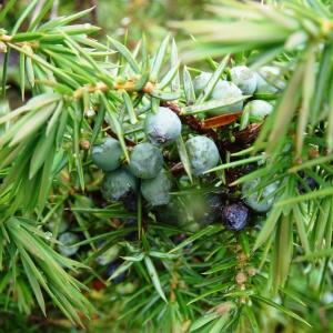 Photographie n°2191588 du taxon Juniperus communis subsp. communis 