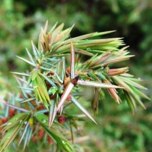 Photographie n°2191589 du taxon Juniperus communis subsp. communis 
