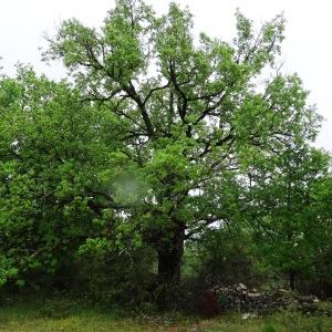 Photographie n°2191592 du taxon Quercus pubescens subsp. pubescens 