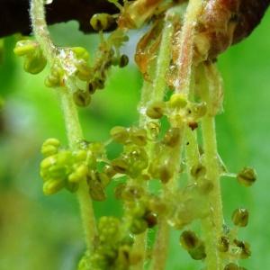 Quercus robur subsp. pubescens Douin (Chêne pubescent)