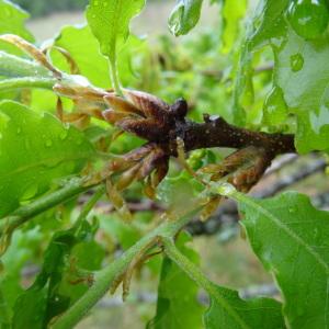 Photographie n°2191605 du taxon Quercus pubescens subsp. pubescens 