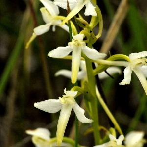 Photographie n°2191611 du taxon Platanthera bifolia (L.) Rich.