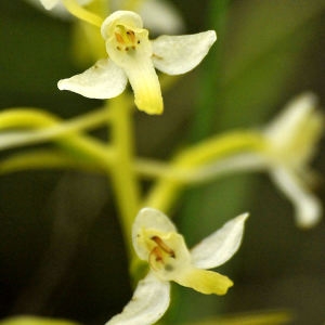 Photographie n°2191612 du taxon Platanthera bifolia (L.) Rich.