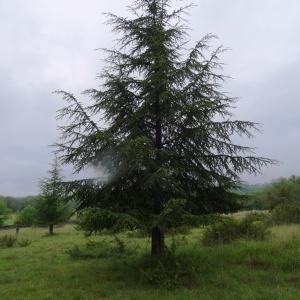 Photographie n°2191619 du taxon Cedrus atlantica (Manetti ex Endl.) Carrière [1855]