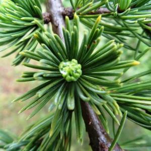 Photographie n°2191624 du taxon Cedrus atlantica (Manetti ex Endl.) Carrière [1855]