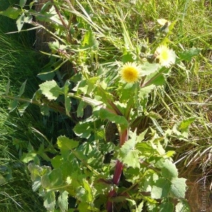 Photographie n°2191678 du taxon Sonchus oleraceus L. [1753]