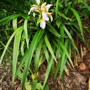 Photographie n°2191689 du taxon Iris foetidissima L. [1753]