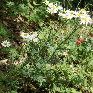 Photographie n°2191742 du taxon Tanacetum corymbosum (L.) Sch.Bip. [1844]