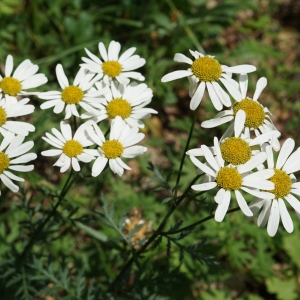 Photographie n°2191743 du taxon Tanacetum corymbosum (L.) Sch.Bip. [1844]