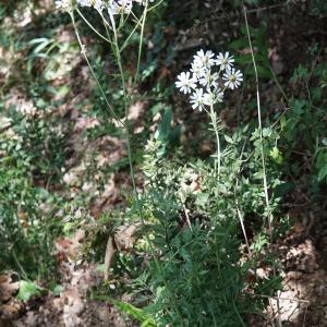 Photographie n°2191744 du taxon Tanacetum corymbosum (L.) Sch.Bip. [1844]