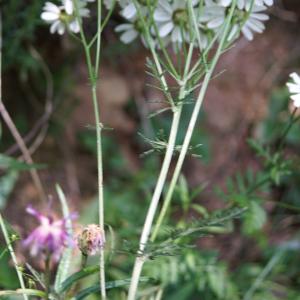 Photographie n°2191747 du taxon Tanacetum corymbosum (L.) Sch.Bip. [1844]