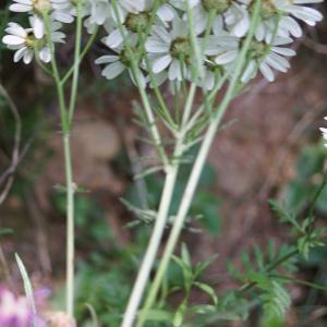 Photographie n°2191748 du taxon Tanacetum corymbosum (L.) Sch.Bip. [1844]