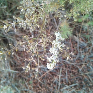 Photographie n°2191753 du taxon Lepidium latifolium L. [1753]