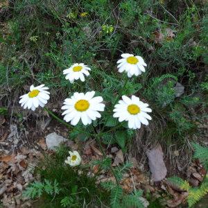 Photographie n°2191764 du taxon Tanacetum corymbosum (L.) Sch.Bip. [1844]