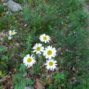 Photographie n°2191765 du taxon Tanacetum corymbosum (L.) Sch.Bip. [1844]