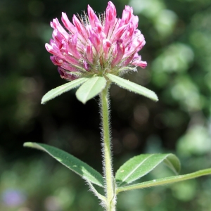 Photographie n°2191772 du taxon Trifolium alpestre L. [1763]