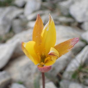 Photographie n°2191827 du taxon Tulipa sylvestris subsp. australis (Link) Pamp. [1914]