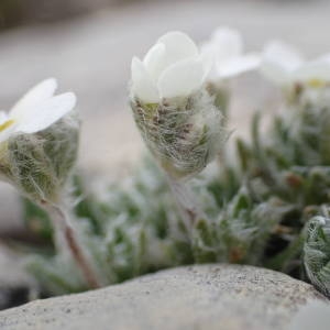 Photographie n°2191833 du taxon Androsace villosa L. [1753]