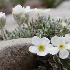 Photographie n°2191835 du taxon Androsace villosa L. [1753]