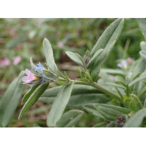 Buglossoides permixta (Jord.) Holub (Grémil)