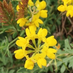 Photographie n°2191898 du taxon Coronilla minima L. [1756]