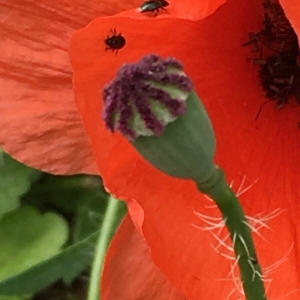 Photographie n°2191914 du taxon Papaver rhoeas L.