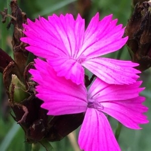 Photographie n°2191917 du taxon Dianthus carthusianorum L. [1753]