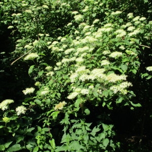 Photographie n°2191947 du taxon Cornus sanguinea L.